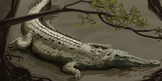 Rechazamos la caza y muerte de un Crocodylus acutus o “Kayuüshi” en el corregimiento de Camarones