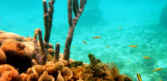 Parque Nacional Natural Corales del Rosario y San Bernardo incluido en publicación de prestigiosa revista científica