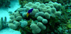 5 de Diciembre: Día Nacional de los Arrecifes de Coral
