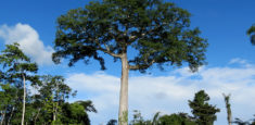 Comunicado de Parques Nacionales Naturales de Colombia sobre la Estrategia contra la Deforestación en la Cuenca Amazónica