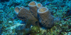 Desde avistamiento de aves hasta buceo, es la oferta de Parques Nacionales Naturales de Colombia para este fin de año
