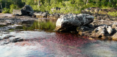 Gracias a condiciones climáticas favorables, Parques Nacionales Naturales de Colombia y Cormacarena levantan restricciones sobre Caño Cristales