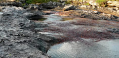 Debido a sequía, Parques Nacionales Naturales y Cormacarena toman medidas de manejo para Caño Cristales