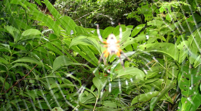 Santuario de Flora y Fauna Los Colorados - Parques Nacionales Naturales