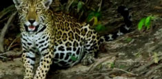 Más de 750 personas participaron en el Festival del Jaguar 2017 del santuario de fauna y flora Los Colorados