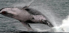Las viajeras marinas de las grandes alas: Ballena jorobada o yubarta