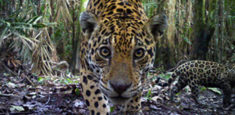 4 de octubre: Día Mundial de los Animales