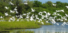 Parques Nacionales Naturales de Colombia convoca a los beneficiarios del proyecto “Plan Arauca” del municipio de Tame