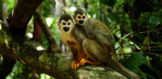 11 de Septiembre: Día Nacional de la Biodiversidad en Colombia