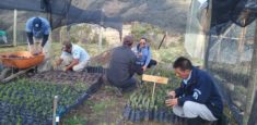 En el vivero del Parque Nacional Natural Pisba se reproducen más de tres mil especies nativas de páramo