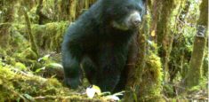 Nuevos aliados para proteger el Oso Andino: La Fundación Smurfit Kappa Colombia y la Fundación Mario Santo Domingo se integran al proyecto "Conservamos la Vida"