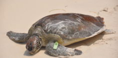 XVII Liberación de Tortugas Marinas en el Parque Nacional Natural Los Corales del Rosario y San Bernardo