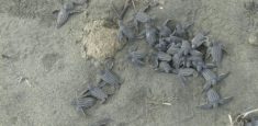 Más de 30 ejemplares de tortugas cana nacieron en el Santuario de Fauna Acandí, Playón y Playona
