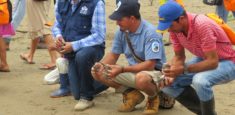 Parque Nacional El Tuparro participa en liberación de mil tortuguillos en la Orinoquia