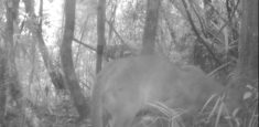 Histórico: Por primera vez se registra Puma en Parque Nacional Natural Chingaza