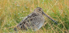 El Parque Nacional Natural Sumapaz realizó censo neotropical de aves acuáticas