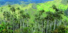 Andes Occidentales le apuesta a la conservación de la Palma de Cera