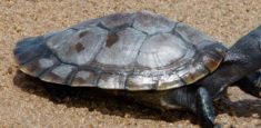Parque Nacional Natural El Tuparro y Sena: juntos por la conservación de las tortugas de río