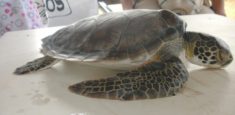 Pescadores y Parques Nacionales Naturales de Colombia se articulan para proteger la tortuga Verde