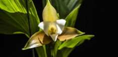 Jardín Botánico de Bogotá abre nueva exposición de plantas orquídeas en la ciudad