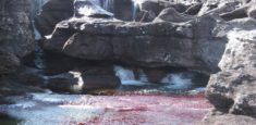 Caño Cristales y sus atractivos conexos llegaron al tope de su capacidad de carga para diferentes fechas en Noviembre