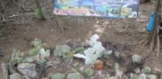 Prestadores de servicios de Playa del Muerto y Parque Tayrona celebraron el Día Nacional de los Arrecifes de Corales