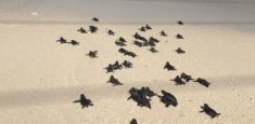 Parque Nacional Natural Corales del Rosario y de San Bernardo liberó 120 neonatos de tortugas Carey en Isla Barú
