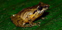 Nuevo registro para el Parque Nacional Natural Chingaza: rana de niebla carranguera