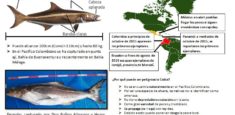 Uramba Bahía Málaga en alerta por presencia de pez Cobia
