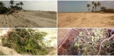 SFF Los Flamencos rechaza la remoción indiscriminada de la vegetación  en el sector de Boca de Camarones