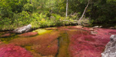 Raudal Angosturas I, nuevo atractivo ecoturístico que se unirá a la magia de Caño Cristales