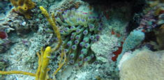 Parque Nacional Natural Los Corales del Rosario y de San Bernardo: 40 años conservando fauna, flora y ecosistemas marinos para colombianos y extranjeros
