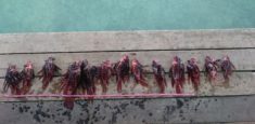 Extraídos 13 peces león, invasores y depredadores de las especies marinas del Parque Nacional Natural Corales de Profundidad