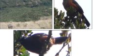 La Cotinga Vientre Castaño y el Guácharo del SSF Galeras