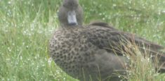 Parques Nacionales Naturales de Colombia y la Asociación Bogotana de Ornitología suman esfuerzos para el censo de aves acuáticas en Sumapaz