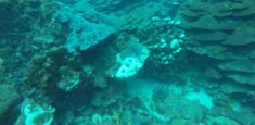 Parques Nacionales Naturales de Colombia detectó blanqueamiento de corales en Isla del Rosario