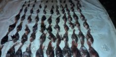 77 peces león fueron extraídos de las bahías del Parque Tayrona durante el IV Torneo de Captura y Extracción de la especie invasora