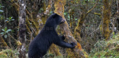 Muy pronto los osos de Chingaza llegarán a NatGeo
