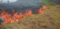 Se adelantan acciones para controlar un incendio forestal presentado en el Parque Nacional Natural el Tuparro
