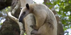 Yurumí: Reserva Privada Natural de la Sociedad Civil, ejemplo de conservación y reintegración de fauna silvestre