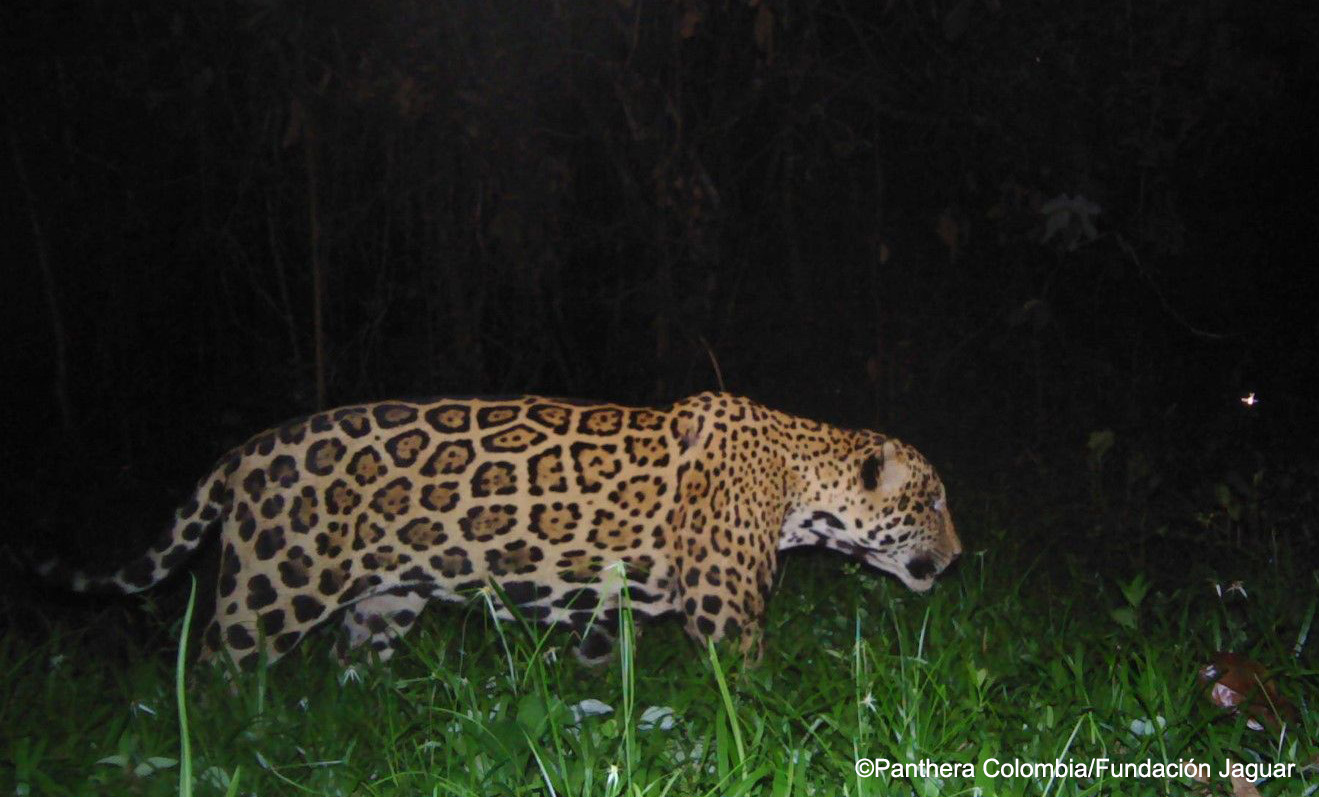 Jaguar en la Aurora - Orinoco Foto cortesía Panthera Colombia