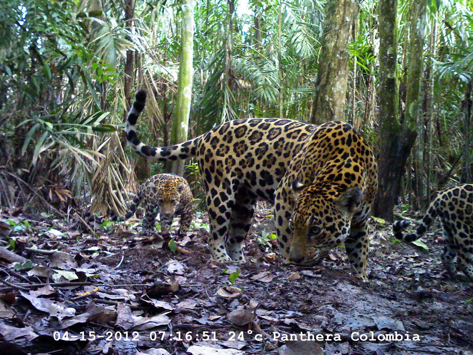Jaguar en el Magdalena Medio Foto cortesía Panthera Colombia