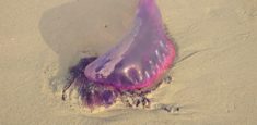 Parque Tayrona también alerta la presencia de “aguamalas” en el Caribe y entrega recomendaciones a visitantes.