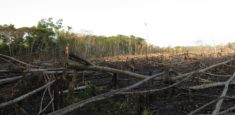 Se adelantan acciones para frenar deforestación en el Parque Nacional Natural Tinigua