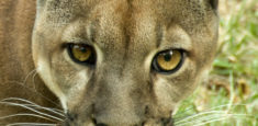 3 de marzo de 2018: Día Mundial de la Vida Silvestre, dedicado a los felinos