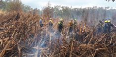 Reporte del trabajo para extinguir nuevos focos del incendio en Vía Parque Isla de Salamanca