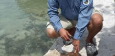 30.667 neonatos de tortugas registrados en el Parque Nacional Los Corales del Rosario y de San Bernardo