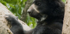 Nuevo avistamiento de oso de anteojos en el Parque Nacional Natural Las Orquídeas