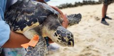 Parques Nacionales Naturales lideró liberación de tortugas Carey en Isla Arena del archipiélago del Rosario