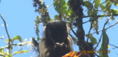 PNN Las Hermosas celebra un nuevo registro de mono maicero cachón en su área protegida